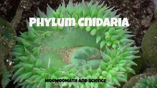 Phylum CnidariaCharacteristics and Examples [upl. by Packer]