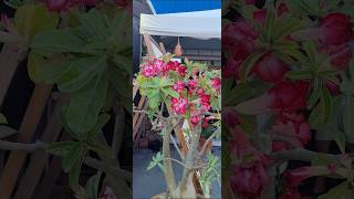 Vlog na EXPOAGROexpoagro nature natureza flores [upl. by Bedell]