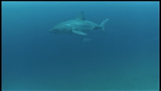 Great White Shark Cape Fear North Carolina May 2020 [upl. by Aniratak]