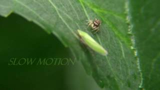 Spider Bites Leafhopper Part 1 [upl. by Christensen]