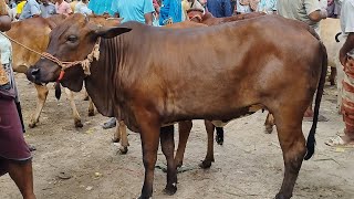 গরুর হাট শাহীওয়াল বকনা গরুর দাম মাতাজি হাট নওগাঁ। ২১০২৪ [upl. by Kimmel]