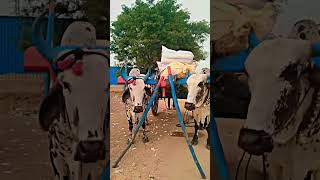 Palledoddi khillari bulls viralshort instagram shortsfeed villagebulls folk ytshorts bigboss [upl. by Dorri]