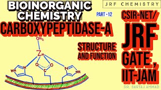 BIOINORGANIC CHEMISTRY  STRUCTURE OF CARBOXYPEPTIDASEA CSIRNET  IITJAM  GATE [upl. by Eilyw]