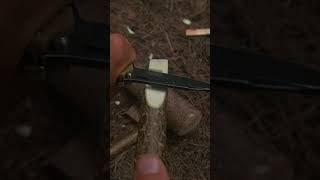 Holz spalten 🔪mit Klappmesser❓️ survival camping natur bushcraft outdoor experiment [upl. by Tedda]