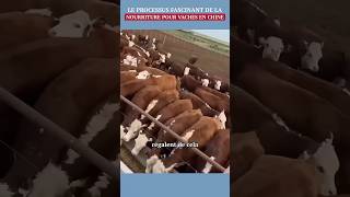 Découverte  Le processus fascinant de la nourriture pour vaches en Chine [upl. by Oza6]