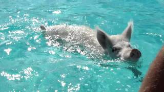 Swimming Pigs near Staniel Cay Bahamas [upl. by Arrej]