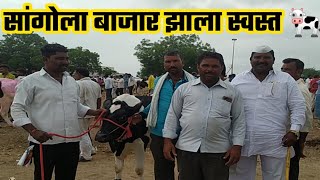 सांगोला बाजार झाला स्वस्त गायींचे रेट घसरले🐄🐄🐄 9545758583 [upl. by Demeyer]