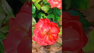 Rose Garden roses rose rosegarden flowers garden roses organic harvest harvesting shorts 1 [upl. by Ynolem]