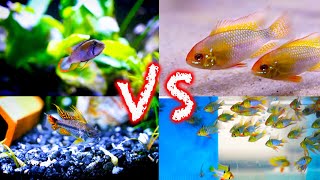 Ram Cichlids vs Apistogramma CIchlids Which is Best [upl. by Mok]