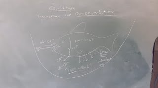 Osteichthyes part 3 excretion and osmoregulation [upl. by Damahom384]