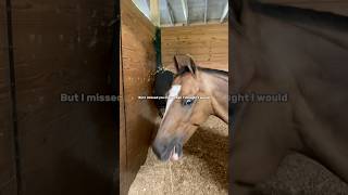 stanny manz 💞 fypシ゚viral equestrain horse youtubeshorts [upl. by Sida187]