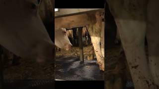 Preparing cows for milking at the farm cowmilkingmachine [upl. by Anayi]