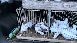 Rynek targ Wysokie Mazowieckie 02122023 🕊gołębie ptaki królik kury pigeons market rabbit [upl. by Angelia222]