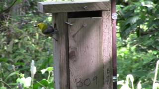 Prothonotary Warbler Fledgling at Brownell Memorial Park 5217 [upl. by Atteuqaj]