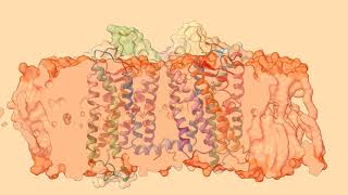 Molecular Dynamics of the visual Rhodopsin [upl. by Errol596]