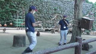 20241013 高崎山自然動物園『おさるのチャレンジコーナー』 [upl. by Bresee]