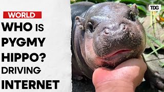 Moo Deng Thailands Viral Pygmy Hippo Sensation [upl. by Mieka6]