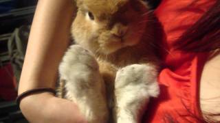 Miniature lop eared bunny  QQ Summer  Cuddle Me [upl. by Dnomaid]