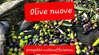 Olive schiacciate in salamoia Progetto autosufficienza [upl. by Hepsiba82]