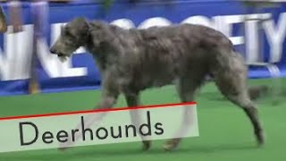 Deerhounds  Bests of Breed [upl. by Luttrell80]