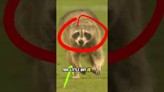 Raccoon Takes Over Soccer Game 🦝⚽️ funny raccoon soccer viralvideo wholesome youtubeshorts [upl. by Radek944]