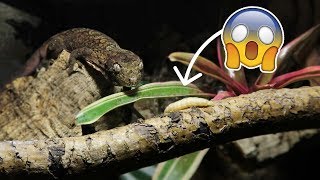 Mossy Geckos Epic Wax Worm Chase Down [upl. by Zela]