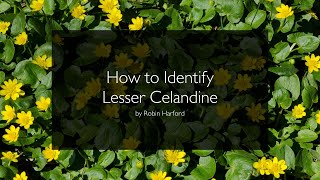 How to identify Lesser Celandine  Ficaria verna  Ranunculus ficaria by Robin Harford [upl. by Atteniuq674]