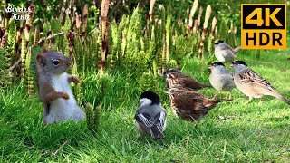 Cat TV for Cats to Watch 😺 Lovely Birds Squirrels and Bunnies 🐿 8 Hours 4K HDR [upl. by Stoneham]