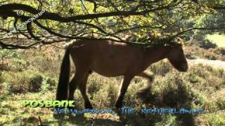 IJslandse paarden op de Posbank  Icelandic horses [upl. by Ahsienroc364]