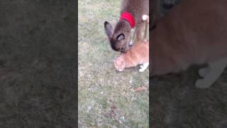 Deer licks cat [upl. by Ariat946]