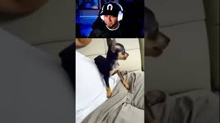 ES PERRO O CHIVA shortsviral shortvideo shortsfeed shorts short shortsvideo viralvideo [upl. by Dnumsed]