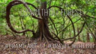 UDAWATHTHA FOREST  Vlog 05 Travel with GaI Frame Art [upl. by Hsuk]