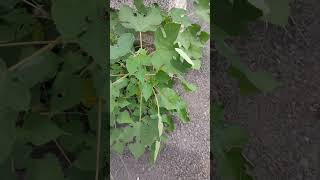 構樹 B papyrifera 洋紫荊 B variegata VID20240819120321 [upl. by Erhard]