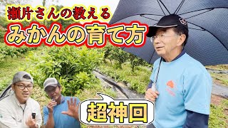 【超神回】植物ホルモンを徹底理解してみかんの木を作る！！【せがた農園 瀬片元治さん③】 [upl. by Oremoh]