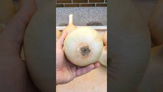 How to grow Onions from Seed to harvest  step by step [upl. by Skardol]