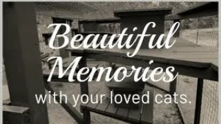 Beautiful Memories With Your Loved Cats [upl. by Orsini]