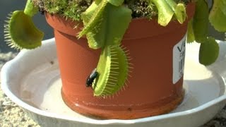 Venus Flytrap Fly catch 3 [upl. by Nahtal]