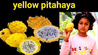 Yellow Pitahaya  Rare Fruit Native To Columbia amp Equador  Pitaya Amarillo  Sweetest fruit  ECWR [upl. by Hasseman460]