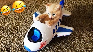 You Need a Cat for Daily Laughs 😂 Funny Animal Videos 2024 😂 [upl. by Atinaej337]