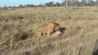 Lions Mating at Pom Pom Camp  Couple B  1  Okavango Delta  Botswana [upl. by Isiad]