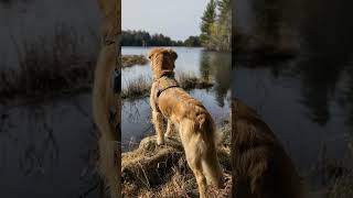 Hiking around the Rose Island Nature Reserve in Georgian Bay with Ränger my dog in mid March [upl. by Vinny]