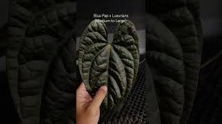 Blue Papillilaminum x Luxurians plants anthuriumplant anthurium anthuriumlovers garden [upl. by Durwin548]