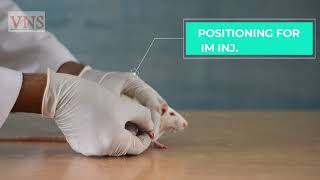 PHARMACOLOGY EXPERIMENT PART1  HANDLING OF LAB ANIMALS RATMOUSE [upl. by Ellen]