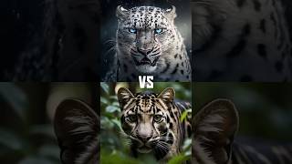 Clouded Leopard vs snow leopard Flight Formosan black bear vs wild boar Elephantdinosaur buffalo [upl. by Havstad]