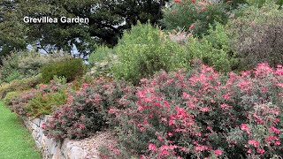 Grevillea Garden [upl. by Kistner]