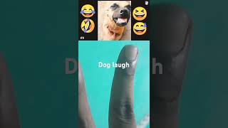 Dog laugh🤣🤣🤣 [upl. by Derreg]