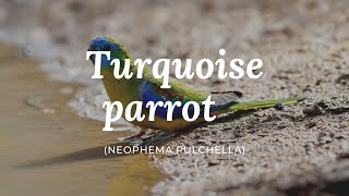 Turquoise parrot Neophema pulchella [upl. by Alletse]