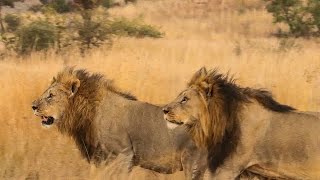 Male Lion Coalition in Pilanesberg National Park  Big On Wild  Wildlife Videos [upl. by Car]