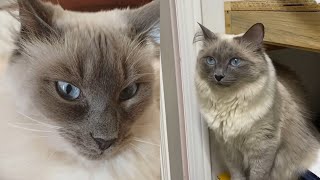 CUTE BALINESE CAT MOMENTS [upl. by Adnovay]