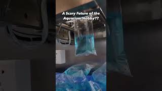 300 AUTOMATIC BETTA Fish in ONE Hour The FUTURE of Aquarium Hobby is SCARY [upl. by Downe]